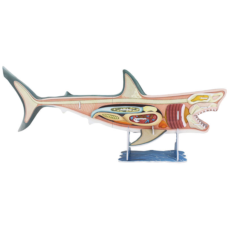 3D Shark Anatomy Construction Model